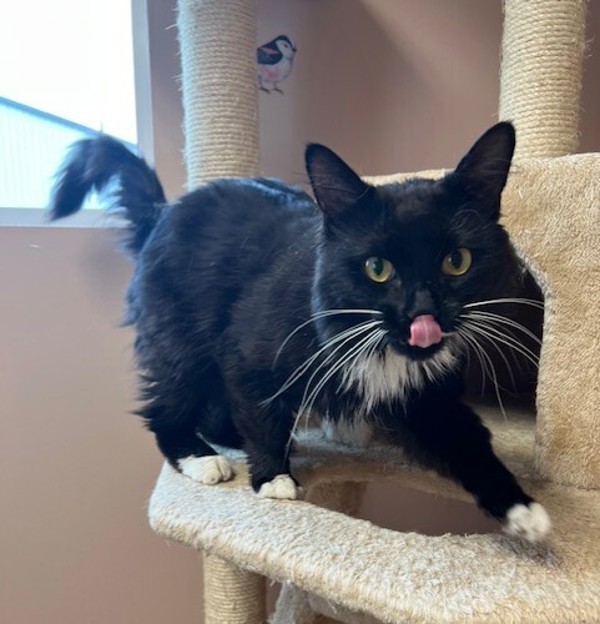 Bon Jovi, an adoptable Domestic Medium Hair in Great Falls, MT, 59405 | Photo Image 4