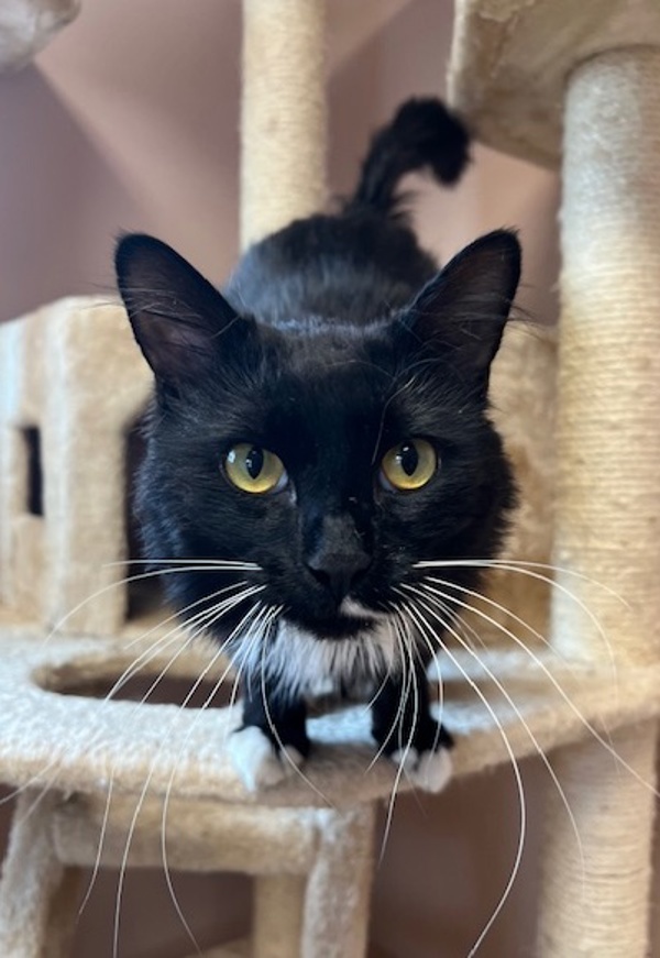 Bon Jovi, an adoptable Domestic Medium Hair in Great Falls, MT, 59405 | Photo Image 5