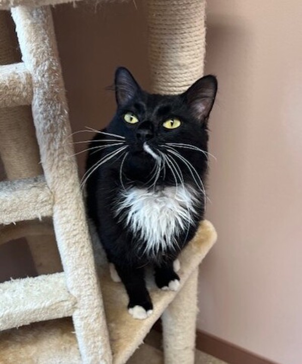 Bon Jovi, an adoptable Domestic Medium Hair in Great Falls, MT, 59405 | Photo Image 6