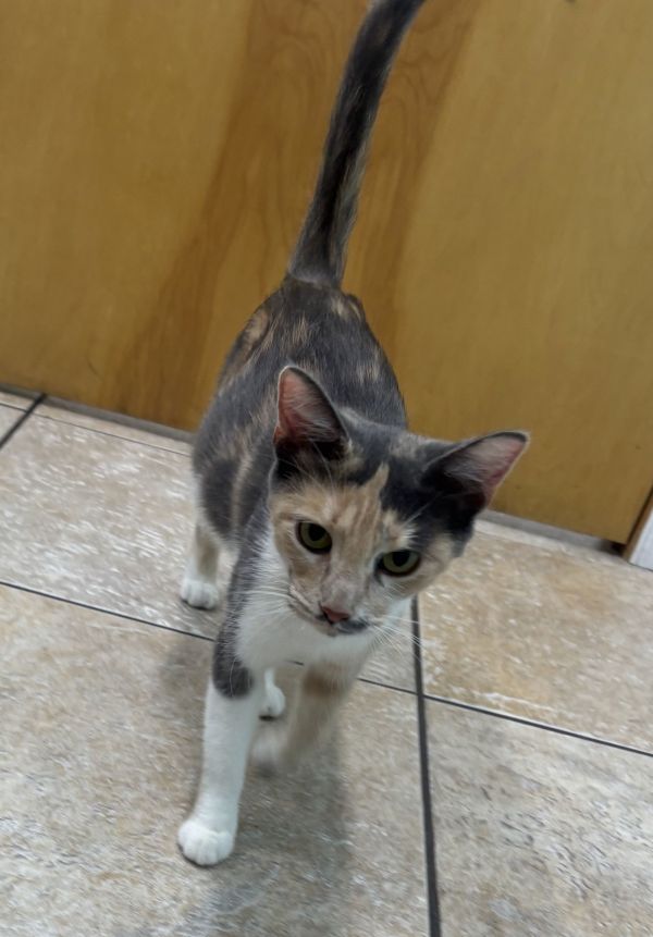 Lyla