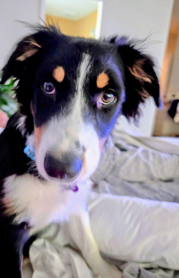 Marble Maggie thumbnail 3