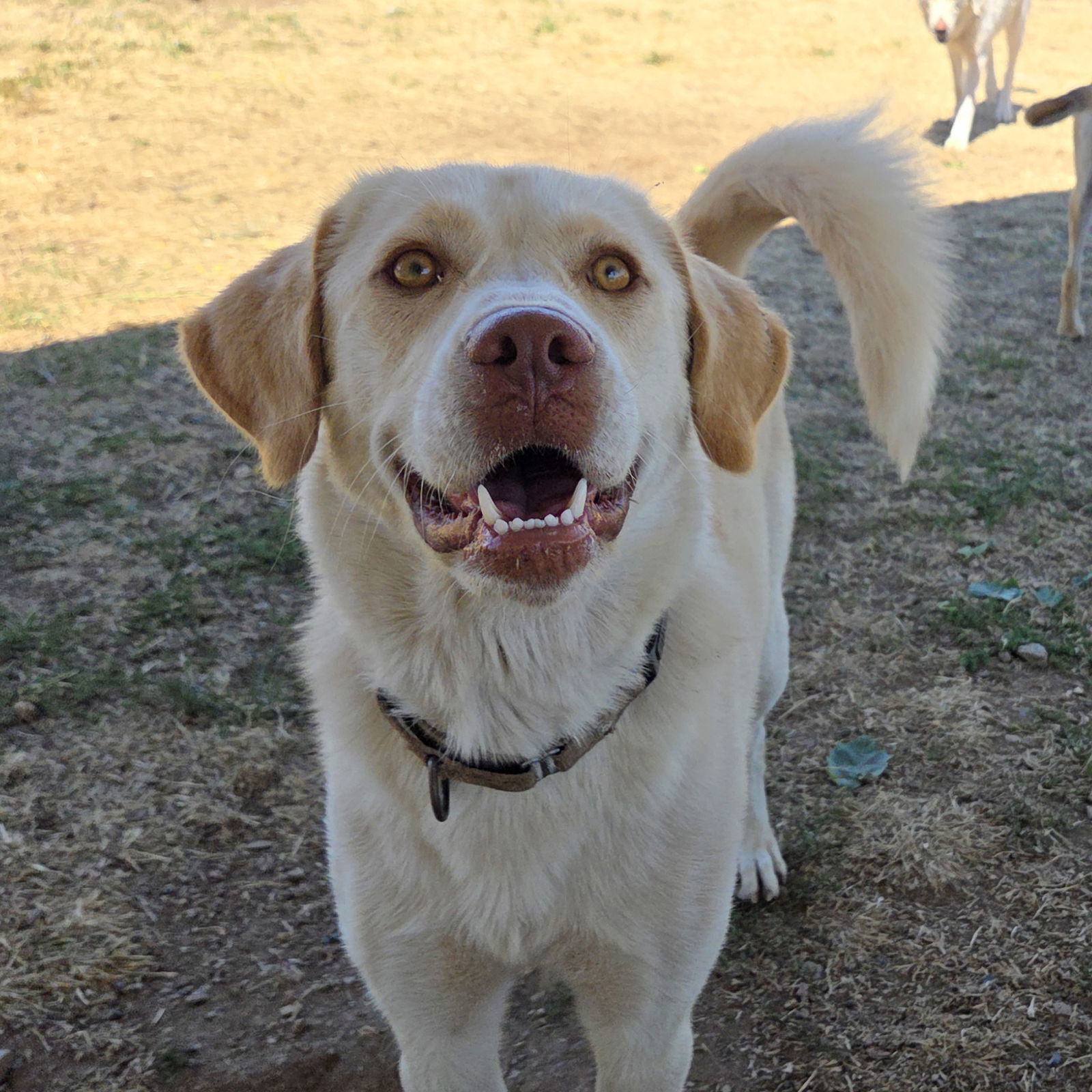 Jenna, an adoptable Akbash, Great Pyrenees in Yreka, CA, 96097 | Photo Image 1
