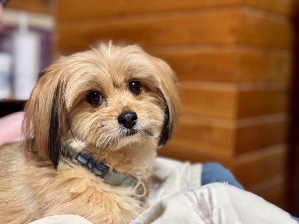 Bailey thumbnail 3