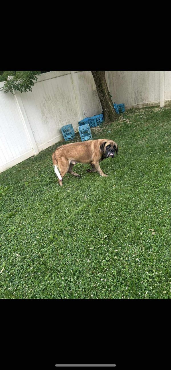 Meatloaf
