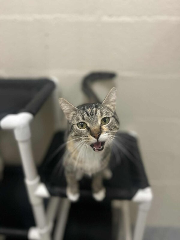 Basil
