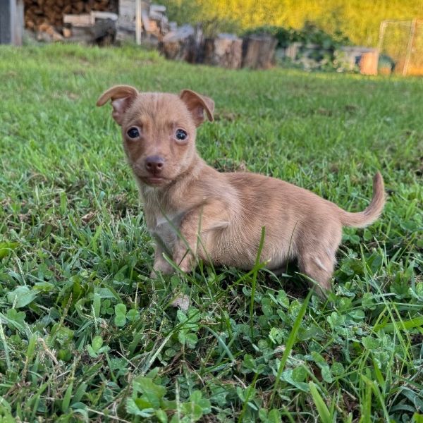 Rudy