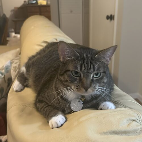 Luci