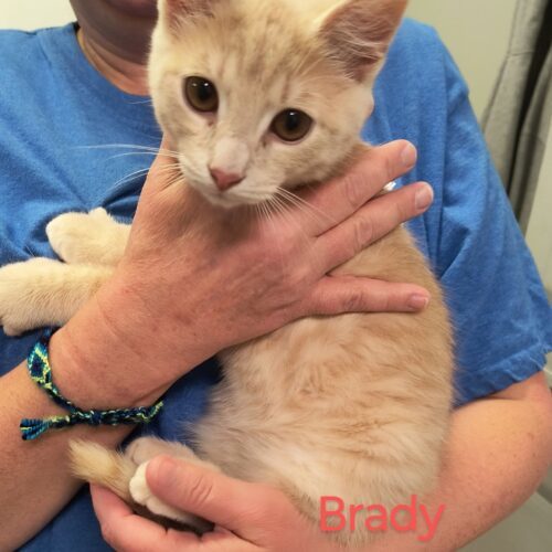 Brady 5580C
