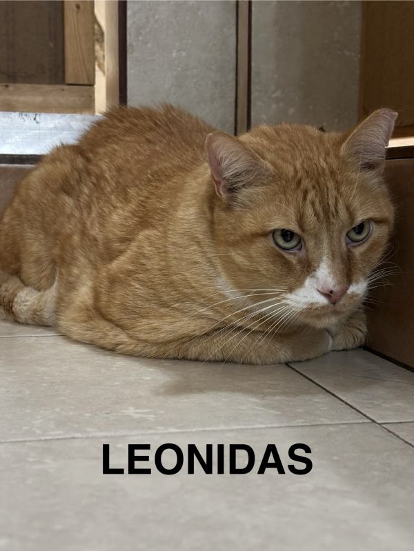 Leonidas