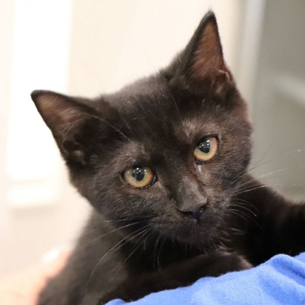 Binx