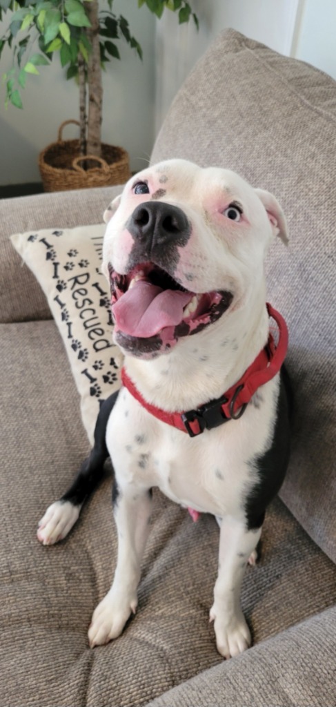 Bowie