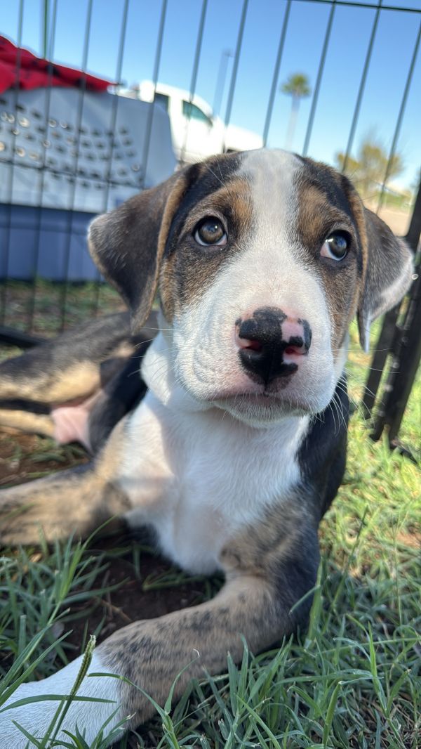 Sammy