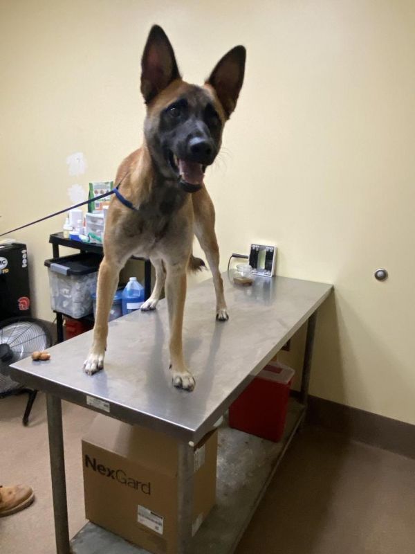 Boss Dog