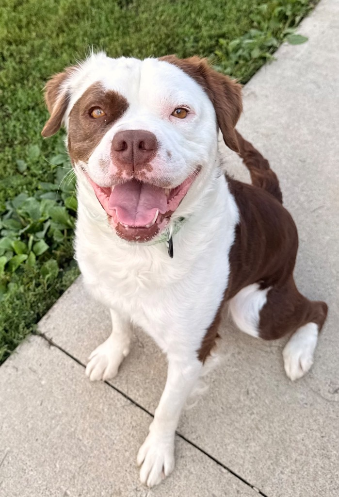 Fuzzy Wuzzy, an adoptable Affenpinscher, Terrier in Defiance, OH, 43512 | Photo Image 1