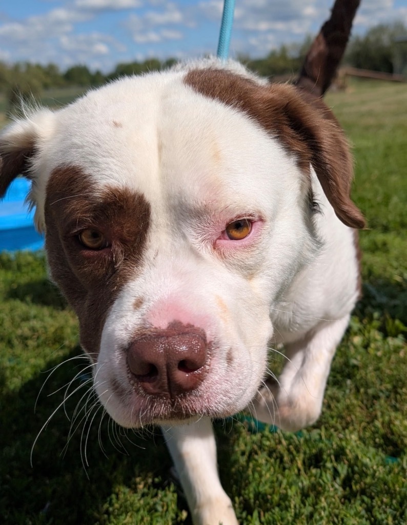 Fuzzy Wuzzy, an adoptable Affenpinscher, Terrier in Defiance, OH, 43512 | Photo Image 2