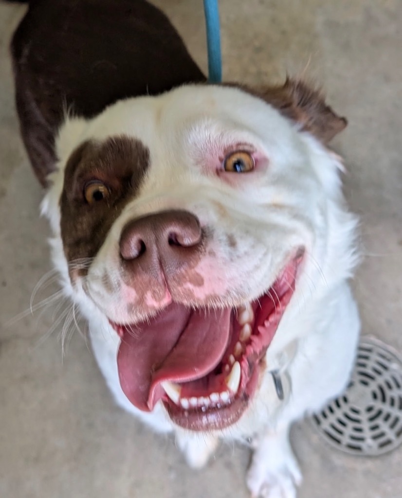 Fuzzy Wuzzy, an adoptable Affenpinscher, Terrier in Defiance, OH, 43512 | Photo Image 3