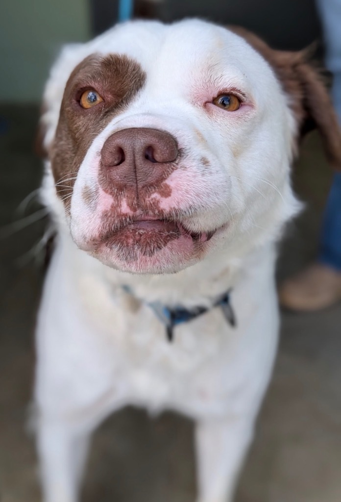 Fuzzy Wuzzy, an adoptable Affenpinscher, Terrier in Defiance, OH, 43512 | Photo Image 4