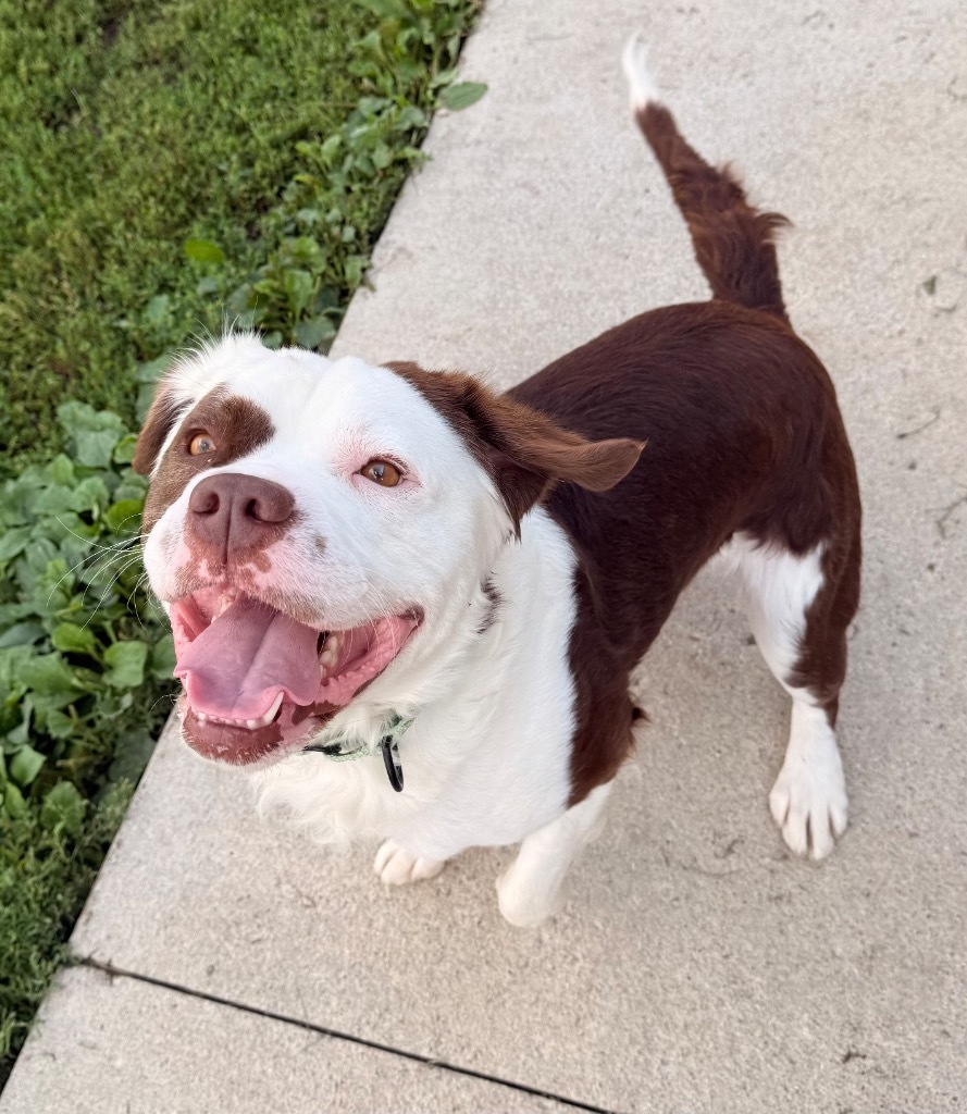 Fuzzy Wuzzy, an adoptable Affenpinscher, Terrier in Defiance, OH, 43512 | Photo Image 5