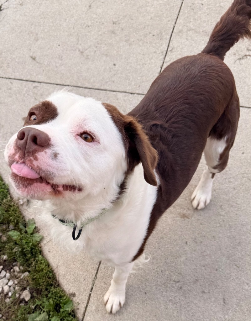 Fuzzy Wuzzy, an adoptable Affenpinscher, Terrier in Defiance, OH, 43512 | Photo Image 6