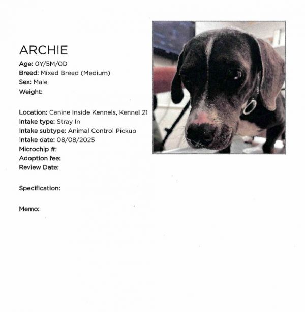 Archie thumbnail 2