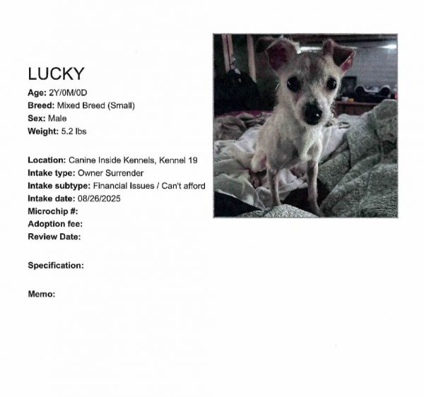 Lucky Pup thumbnail 2