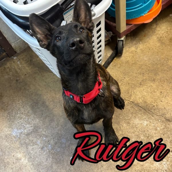 Rutger