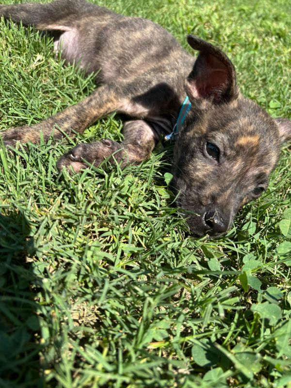 Murphy