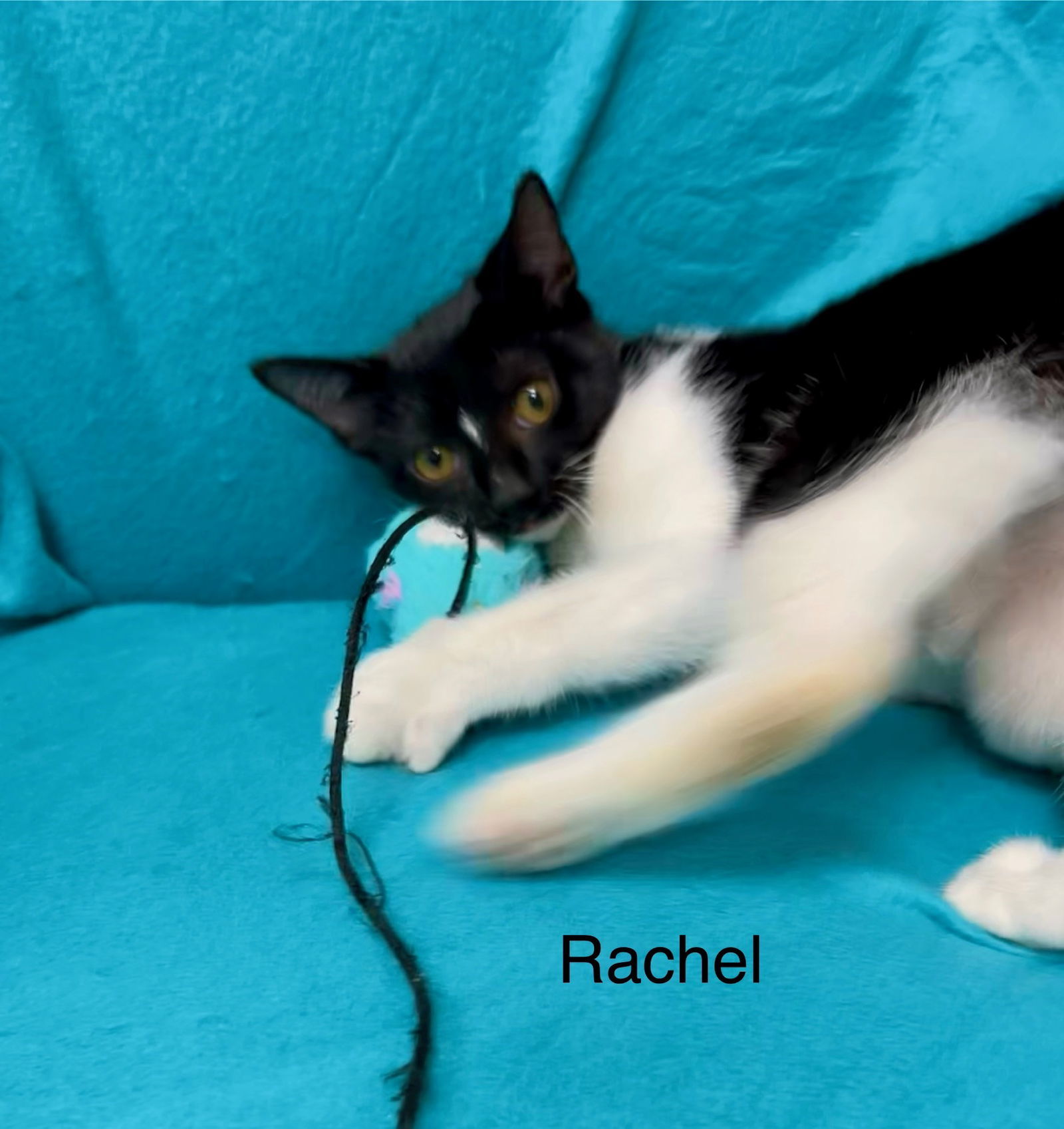 Rachel