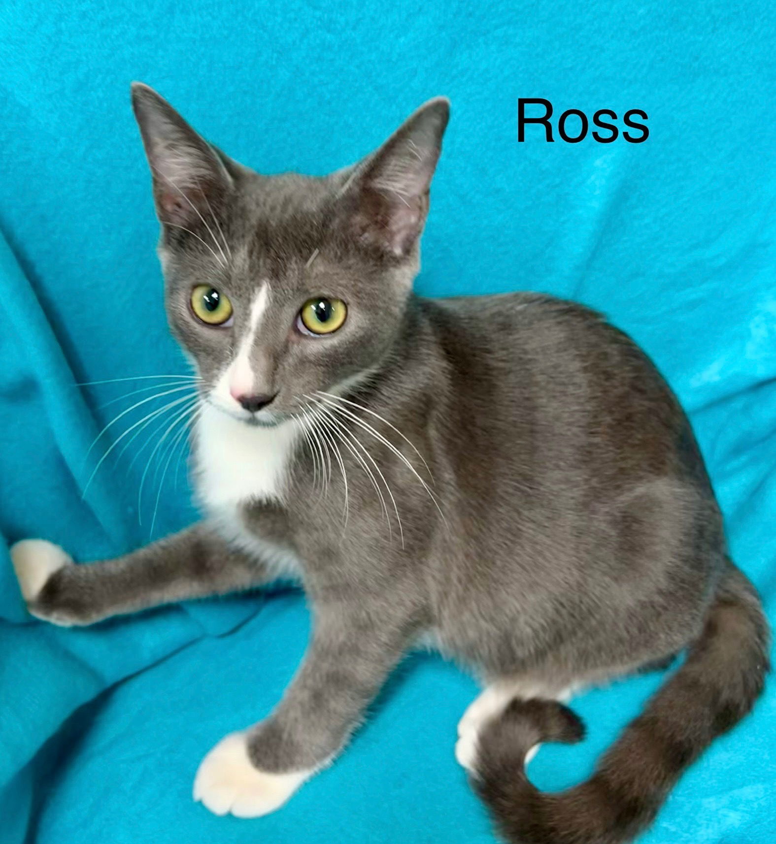 Ross