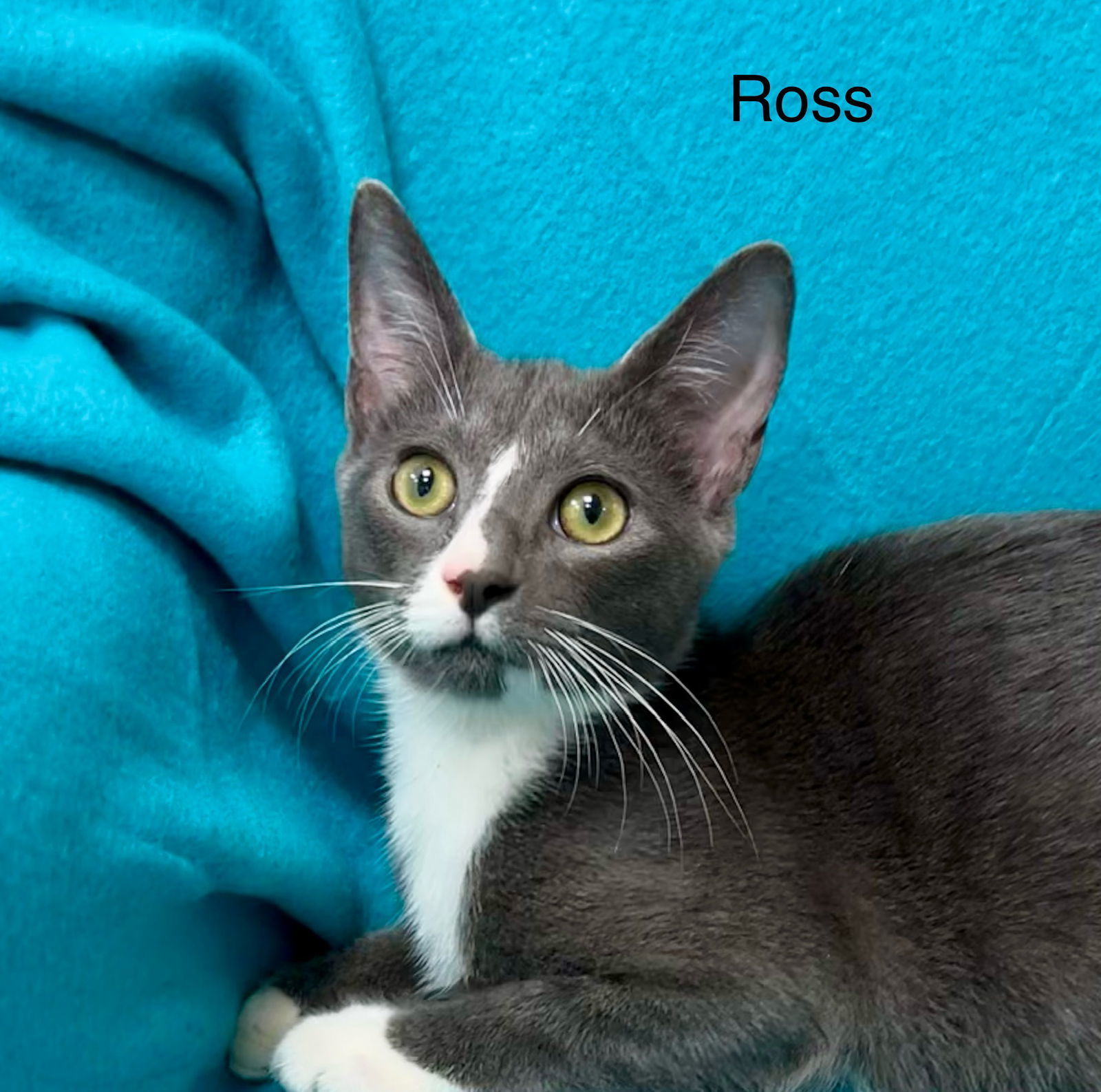 Ross