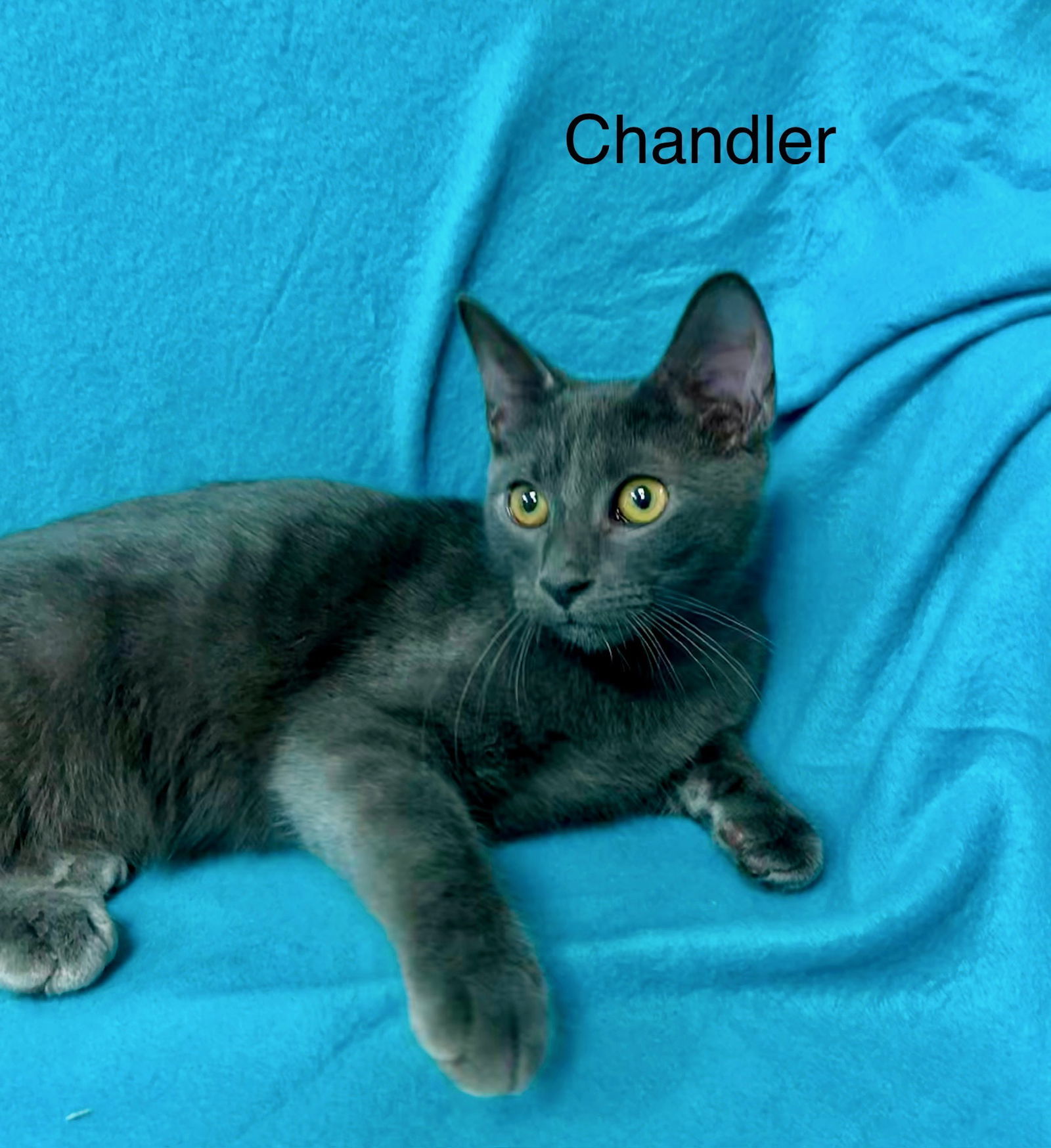 Chandler