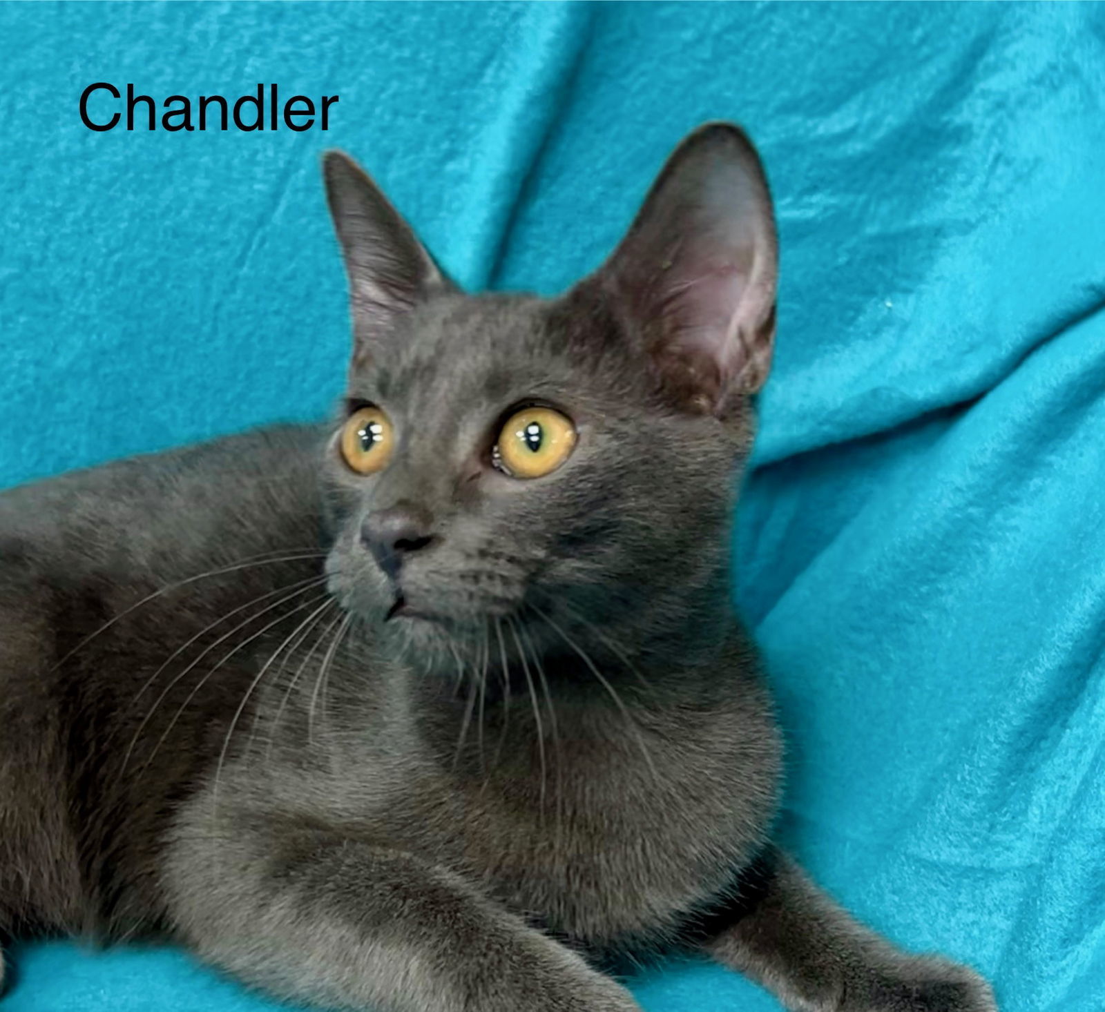 Chandler