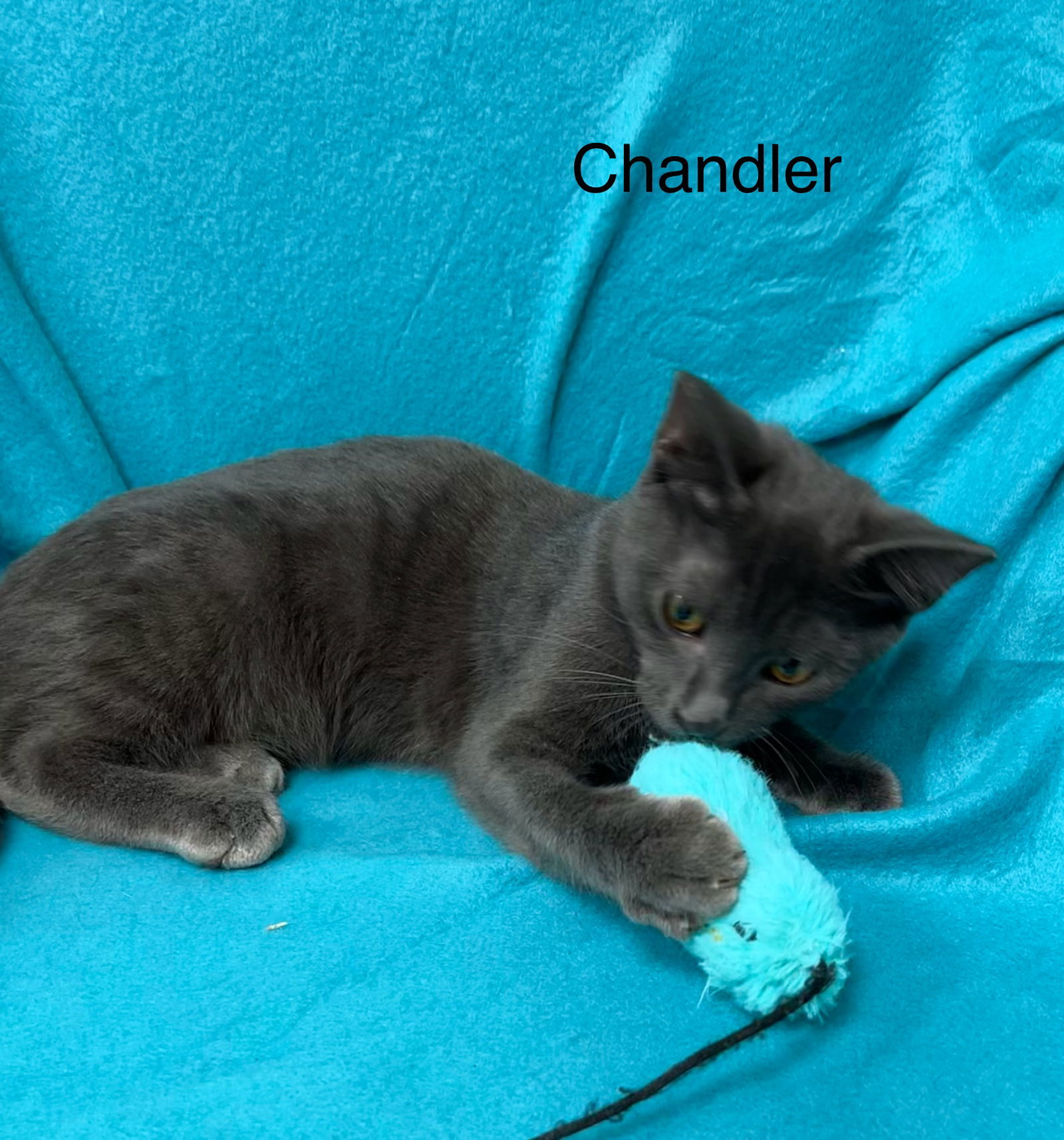 Chandler