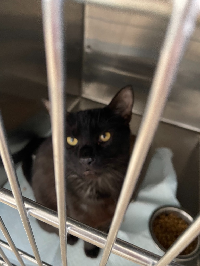 Pittacus, an adoptable Domestic Short Hair in Brownwood, TX, 76801 | Photo Image 1