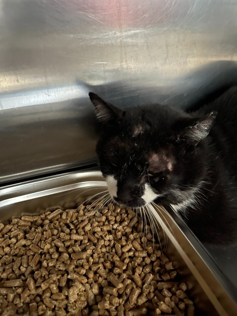 Solon, an adoptable Domestic Short Hair in Brownwood, TX, 76801 | Photo Image 1