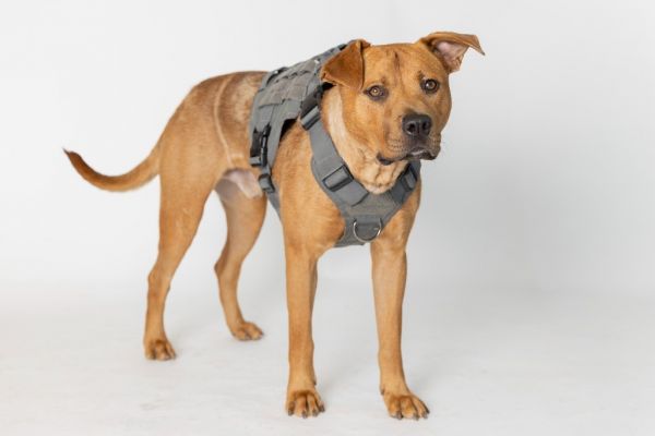 Lawrence thumbnail 3