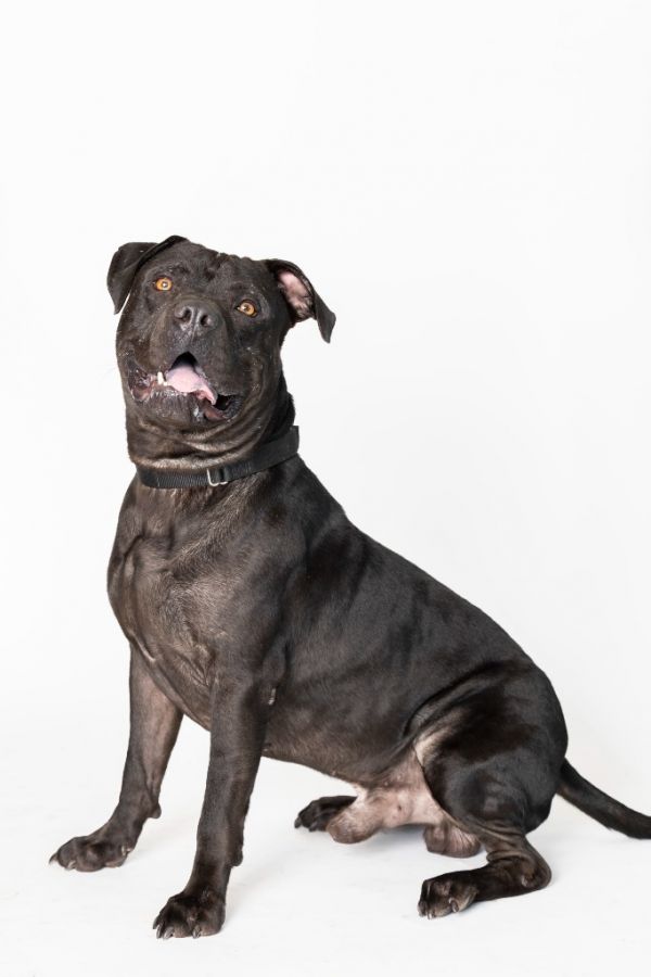 Ace Ventura thumbnail 3