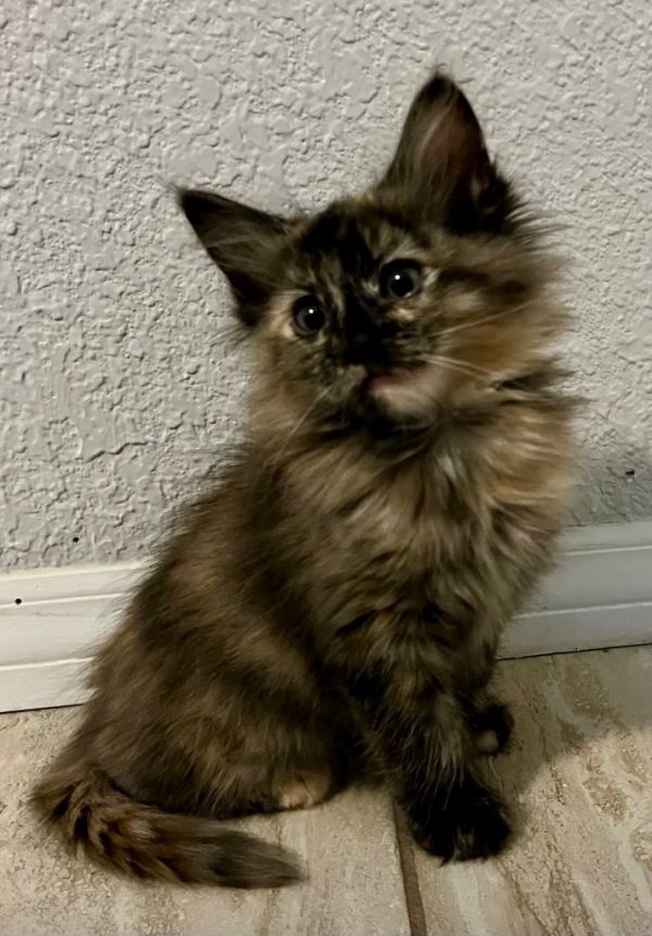 Penny