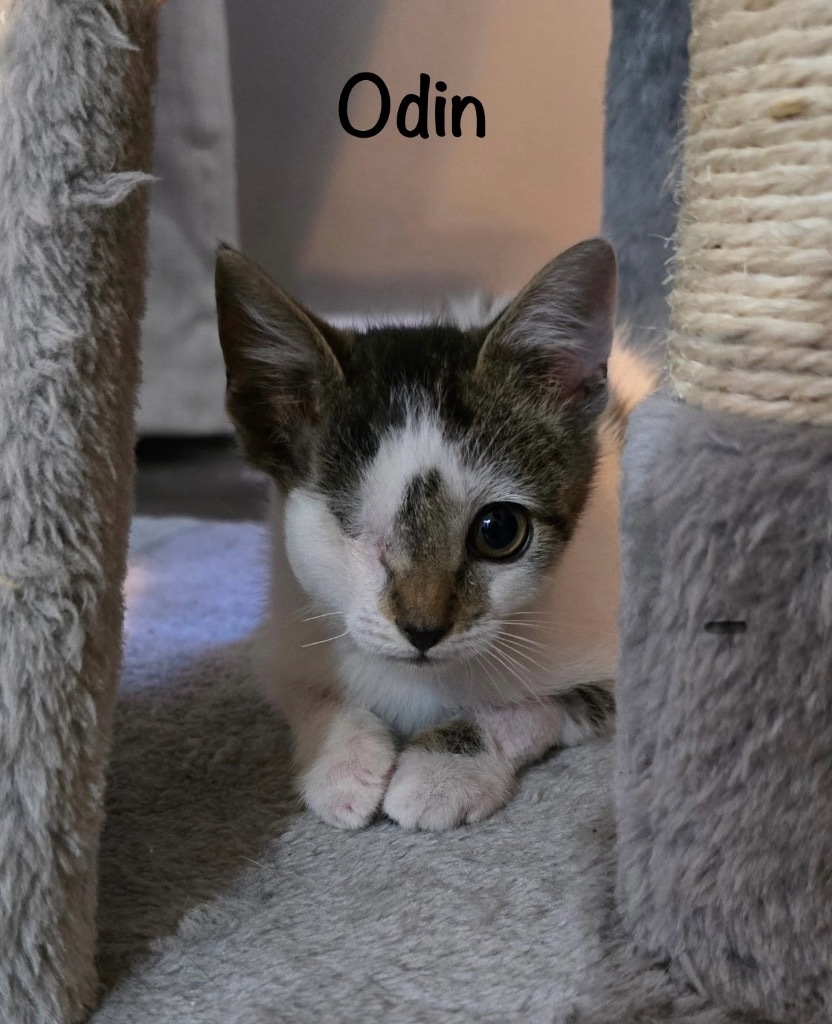 Odin