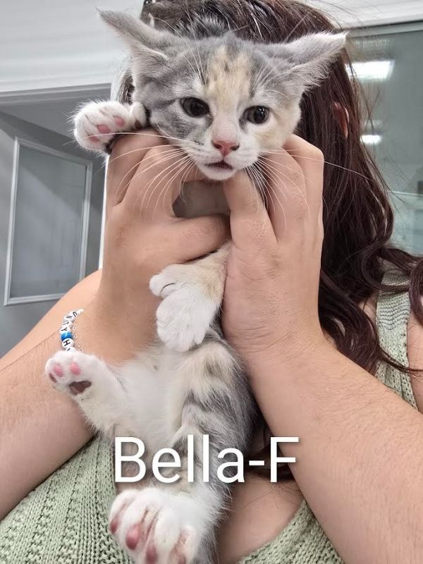 Bella