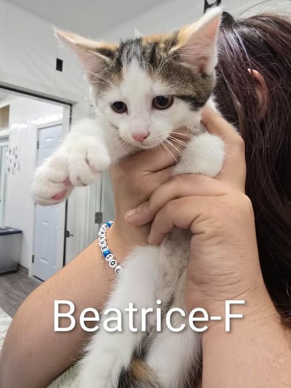 Beatrice