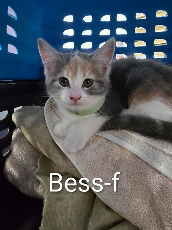 Bess