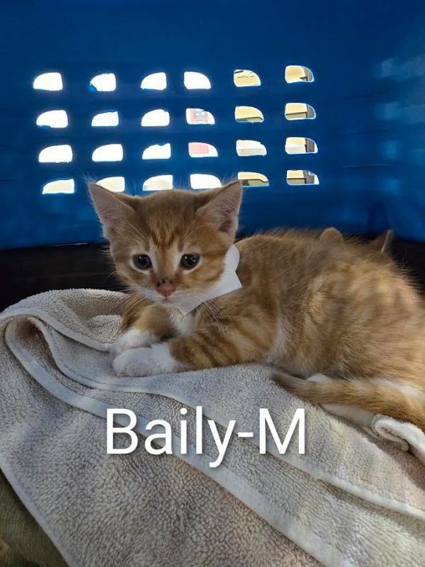 Baily