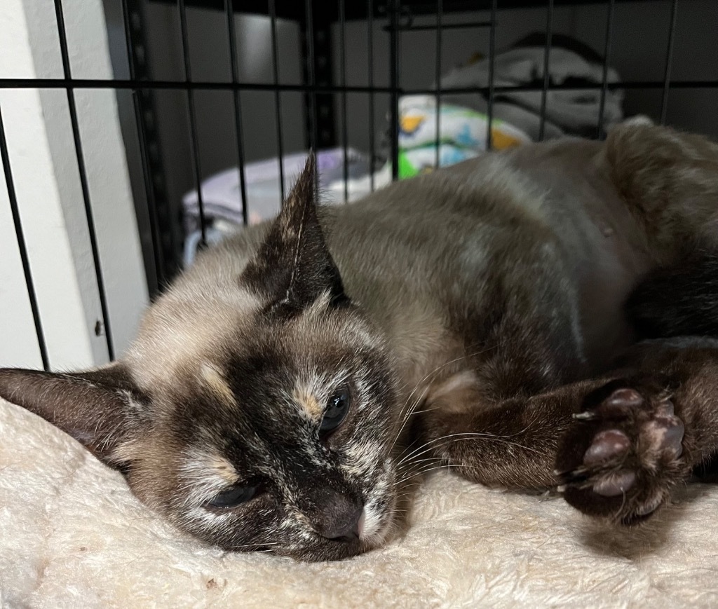 Mystique, an adoptable Domestic Short Hair in Thompson Falls, MT, 59873 | Photo Image 1
