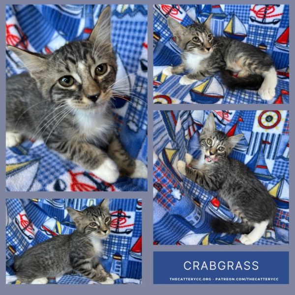 Crabgrass