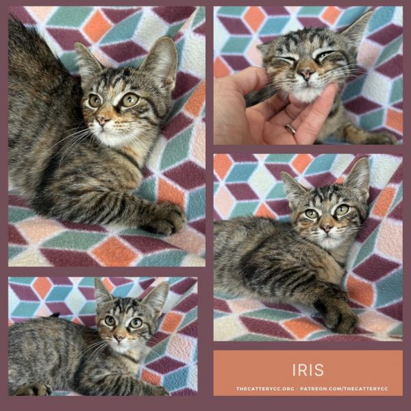 Iris