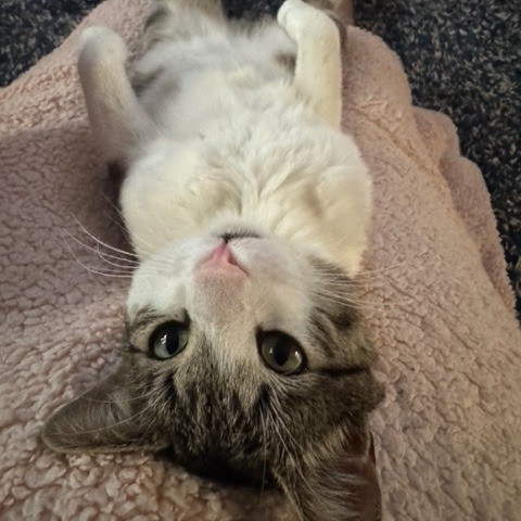 Oscar
