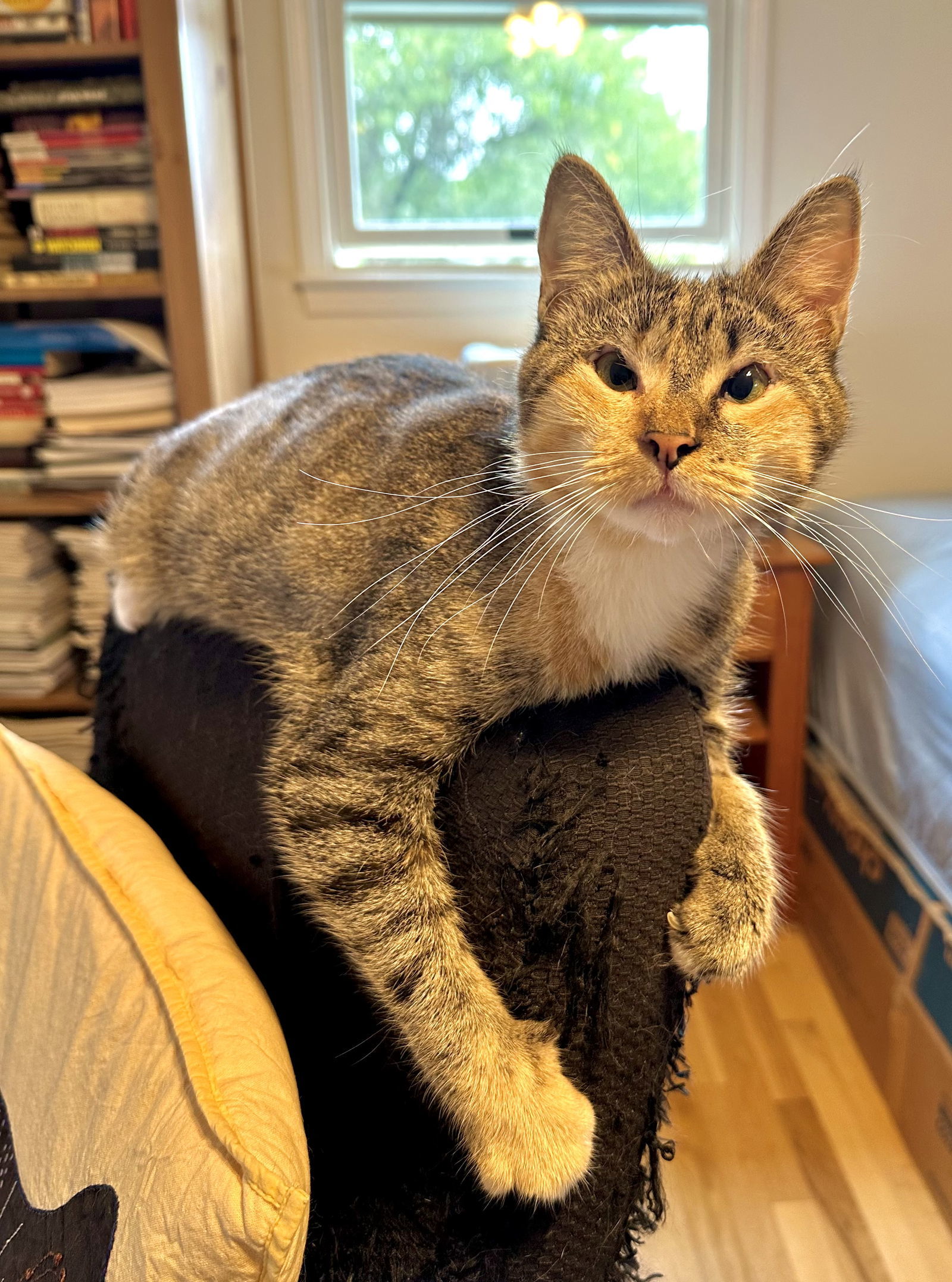 Theia (pronounced Thay-a)