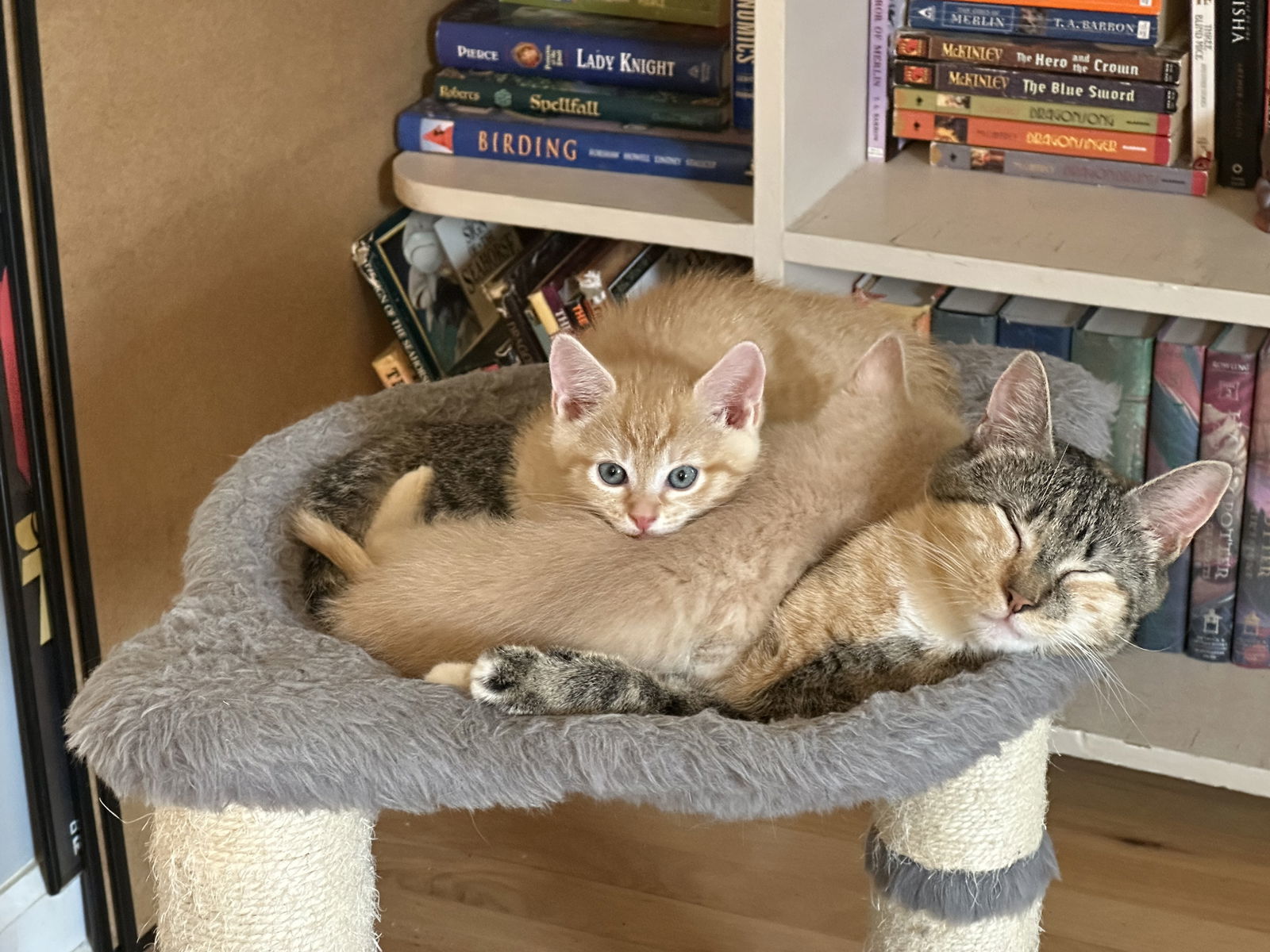 Theia (pronounced Thay-a)