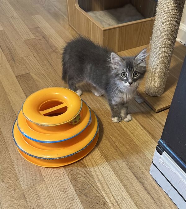 Kiku